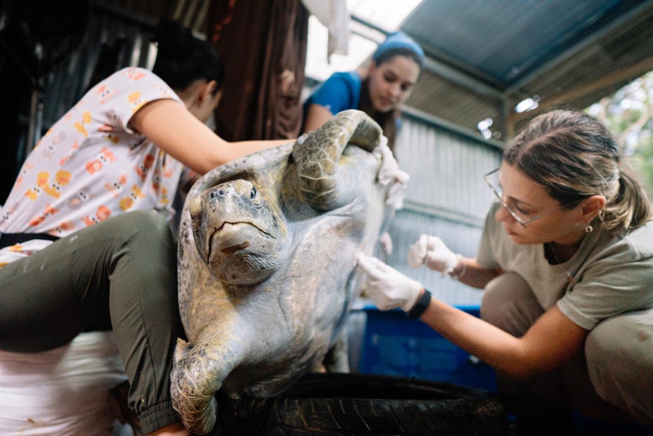 Kids Saving the Rainforest Wildlife Rescue