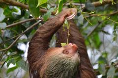 Tortuguero National Park Walk | Guided Tour 