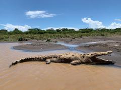 Tarcoles Crocodile River Tour