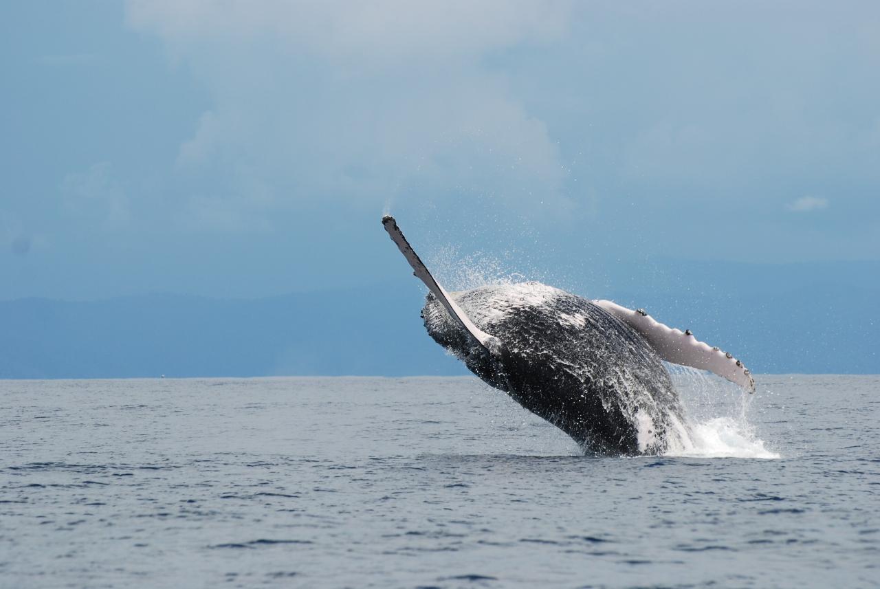 Marine Wildlife Searching and Waterfall | Day Tour