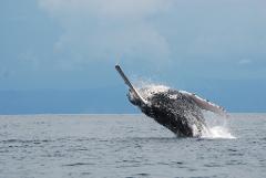 Marine Wildlife Searching and Waterfall | Day Tour
