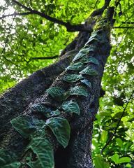 2-in-1 Tarcoles Crocodile Tour and Carara National Park Walk | Guided Tour