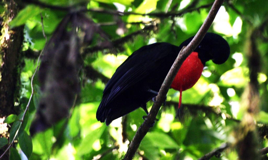 Monteverde Sunrise + Bird Watching Experience