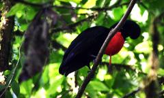Monteverde Sunrise + Bird Watching Experience