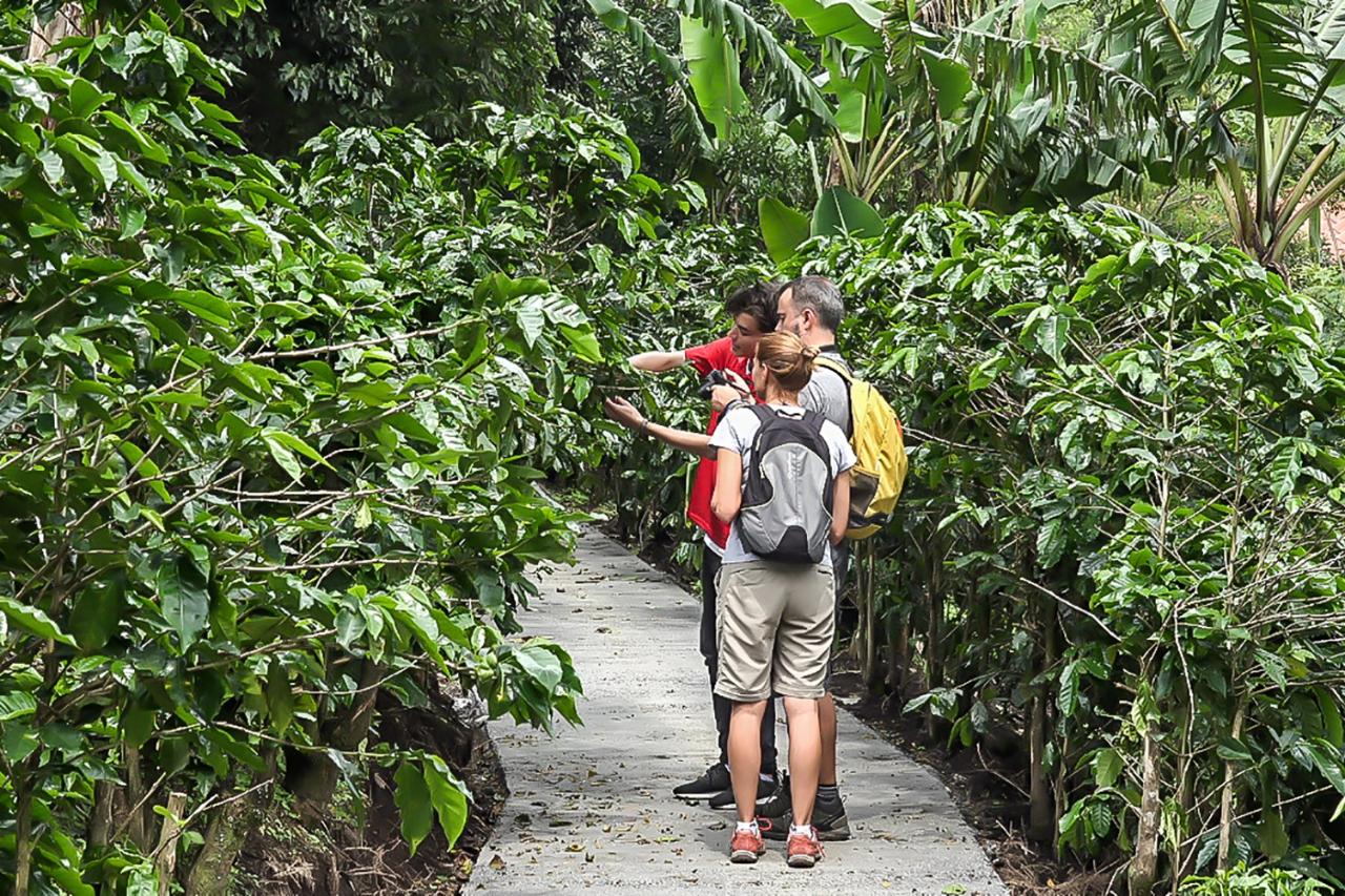 3-in-1 Monteverde Cloud Forest Coffee, Chocolate and Sugar Cane Tour