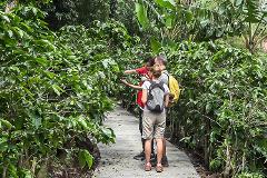 3-in-1 Monteverde Cloud Forest Coffee, Chocolate and Sugar Cane Tour