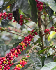 Monteverde Local and Authentic Organic Coffee Farm