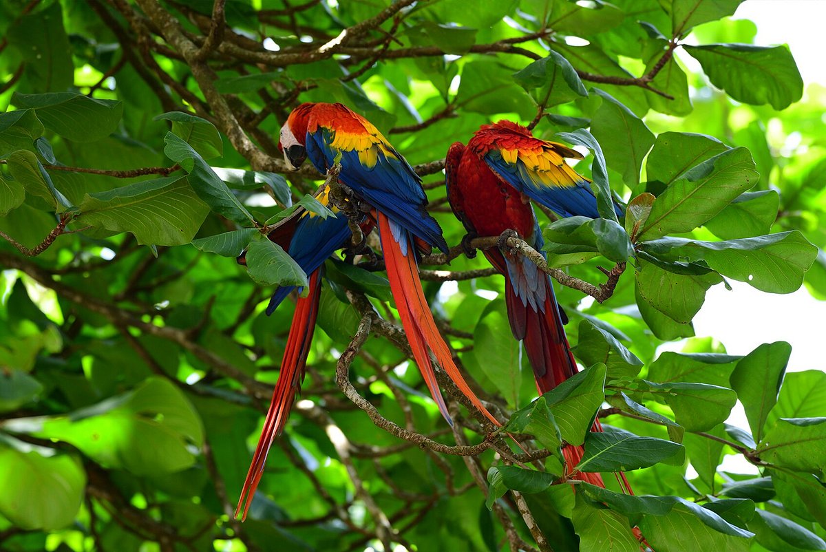 Wildlife Sanctuary Pitahaya Tour