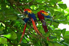Wildlife Sanctuary Pitahaya Tour