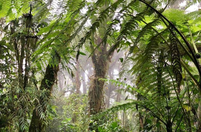 Santa Elena Cloud Forest Reserve Guided Walk