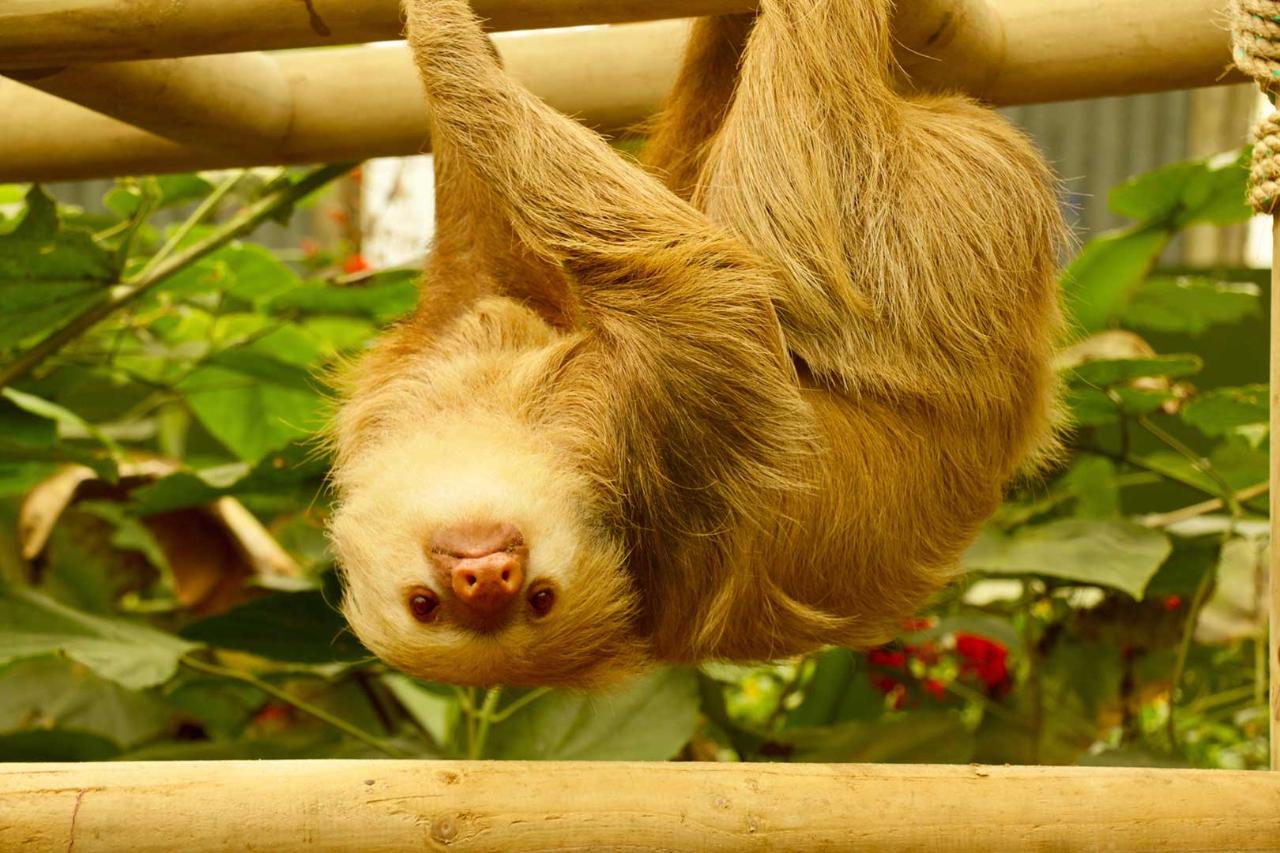 Monteverde Cloud Forest Sloth Sanctuary.