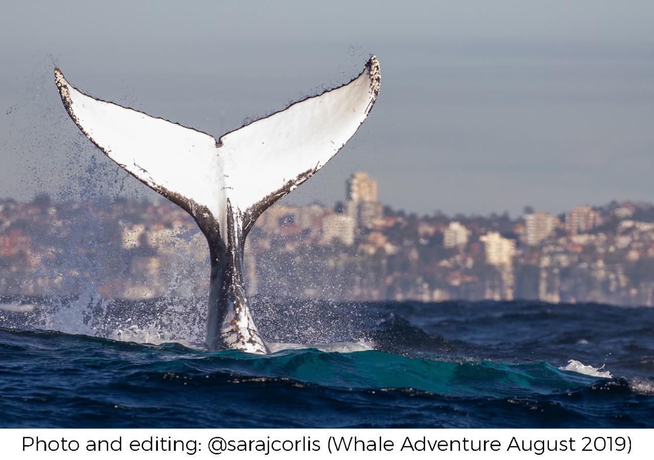 Whale Photography Adventure Workshops