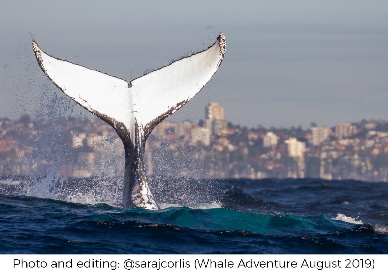 Whale photo and editing Adventure Workshop