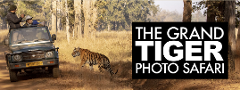 The Grand Tiger PhotoSafari – Information Session
