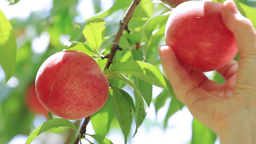 Pick Your Own Stone fruit - Weekday