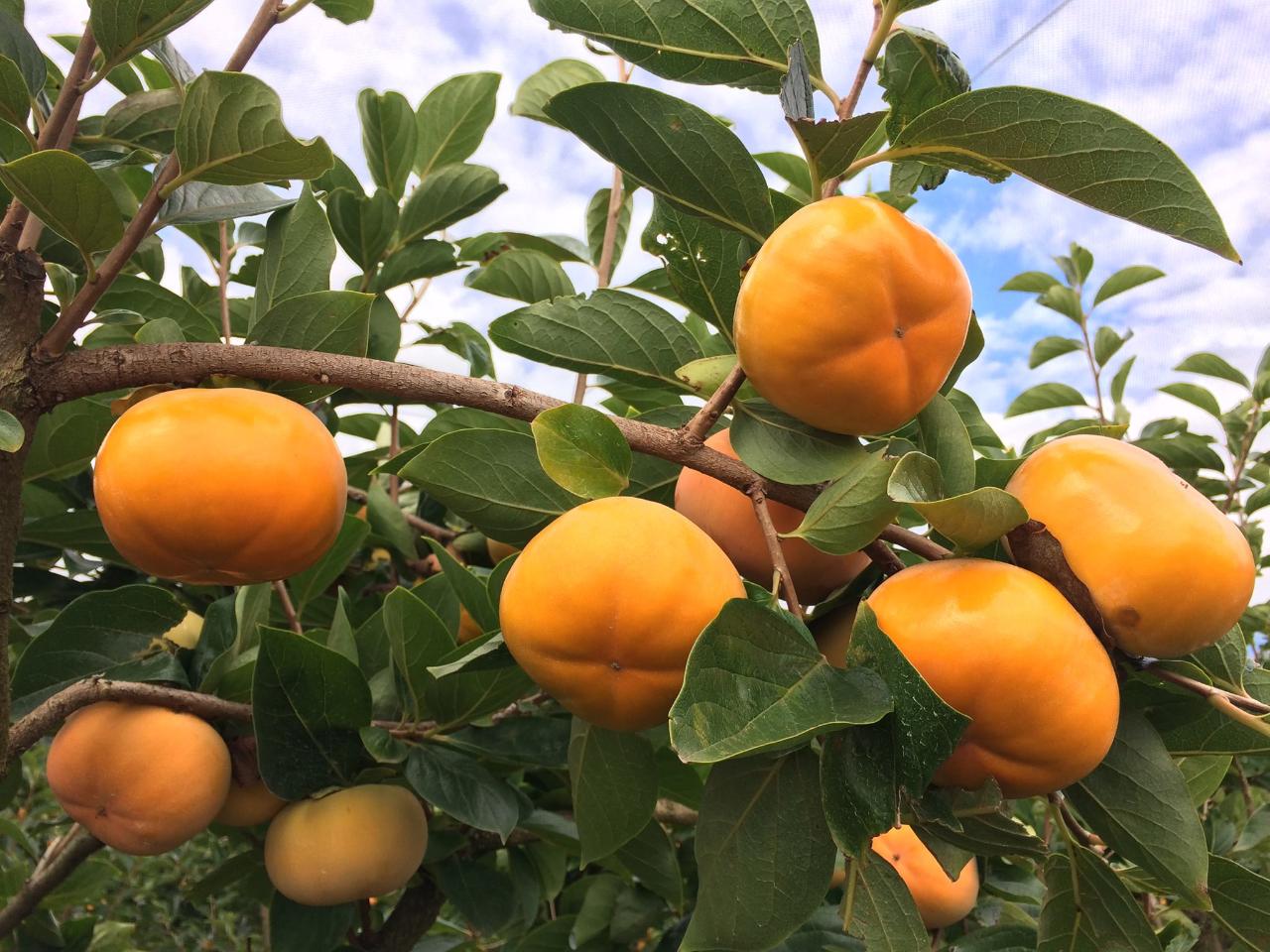 Pick Your Own PERSIMMON -  ANZAC DAY Public Holiday - Thurs 25th April