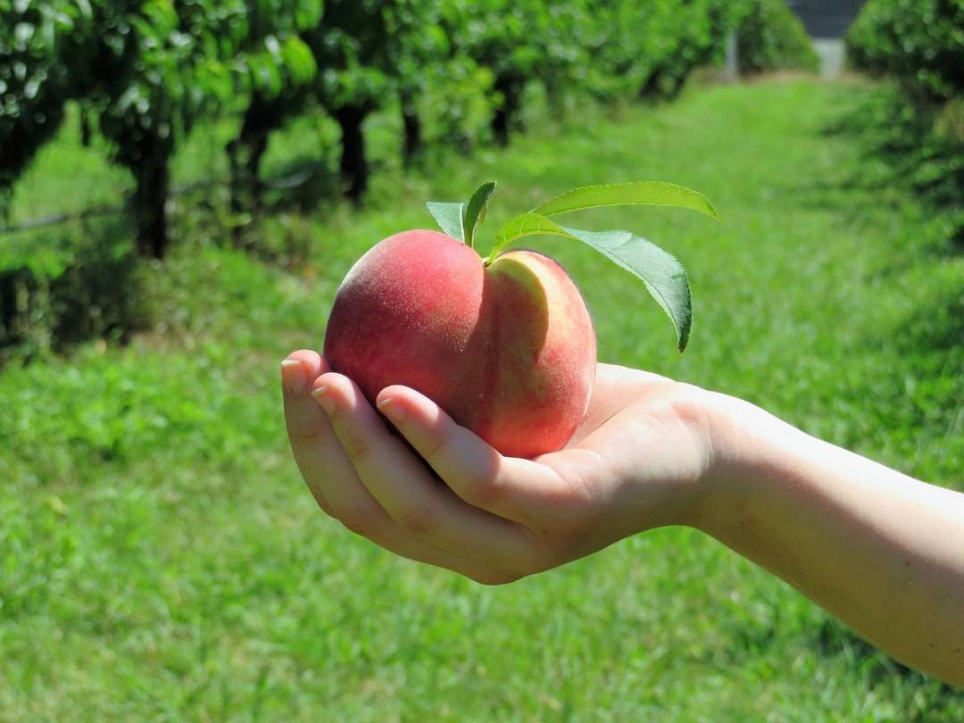 Pick Your Own Stonefruit - Weekends