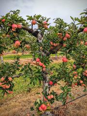 Apple Picking Tour - Weekends