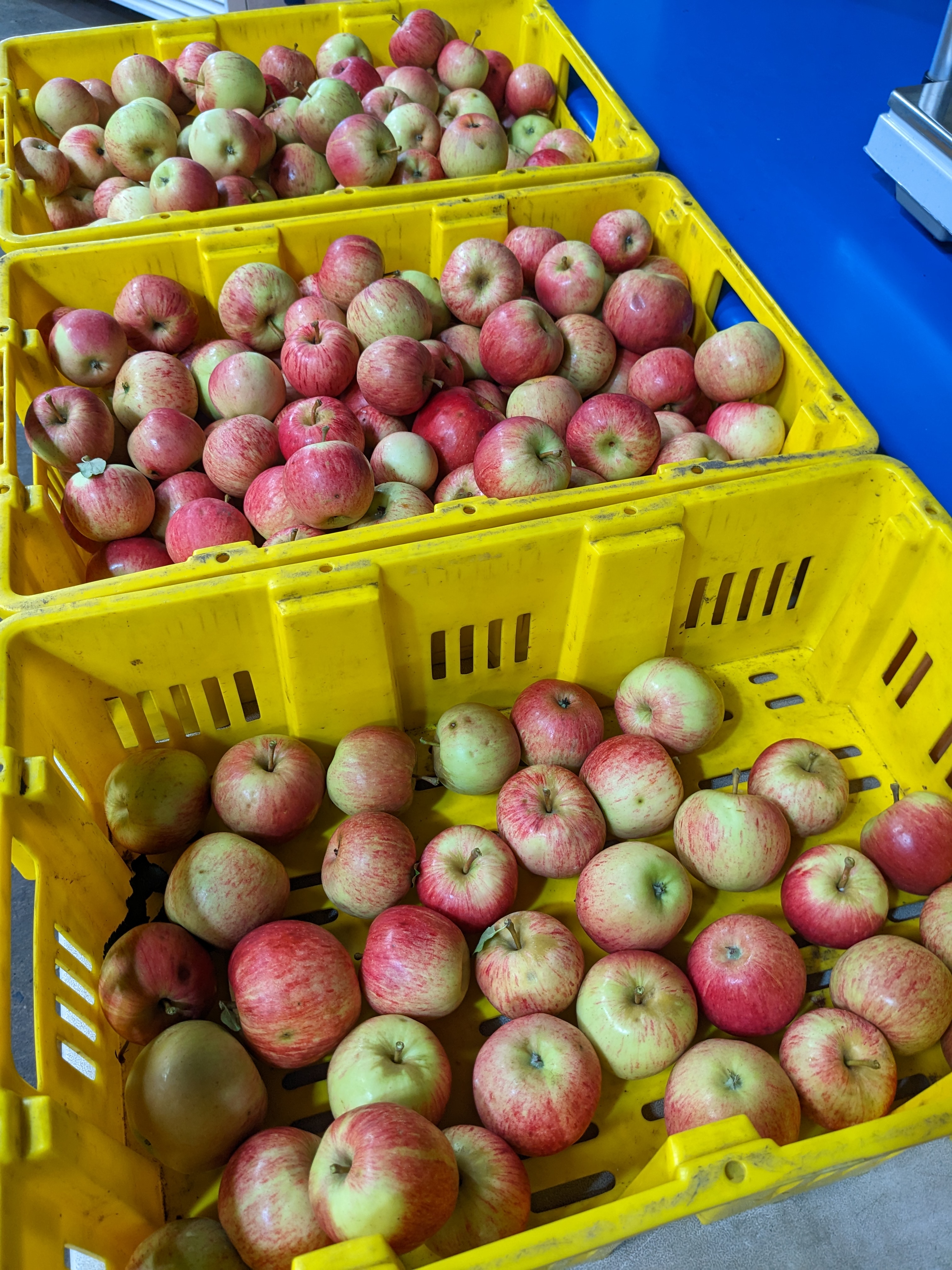 Apple Picking Tour - weekday