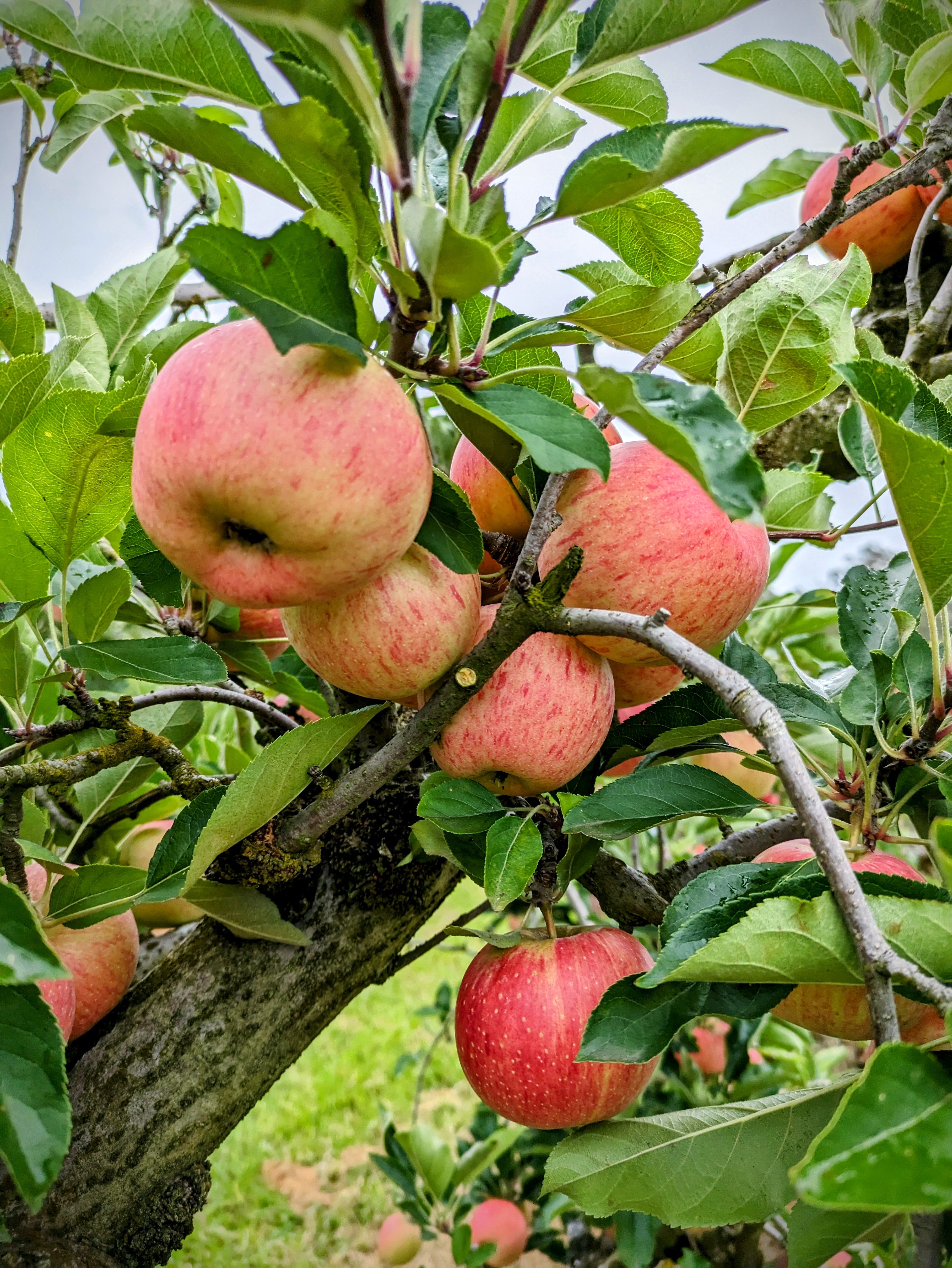 Apple Picking Tour - weekday