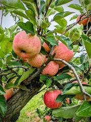 Apple Picking Tour - weekday