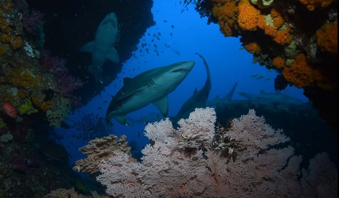 3 Dive Trip Triple Dive Day Trip (Northern Brisbane Dive Sites) Brisbane Scuba Services