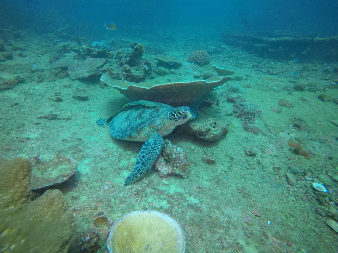 2 Dive Trip - Hutchinson Shoal and Flinders Reef