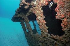 Single Dive Trip - Curtin Artificial Reef Night Dive