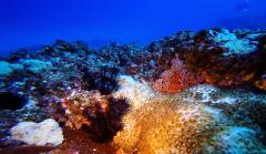 2 Dive Trip - Flinders Reef Day Trip