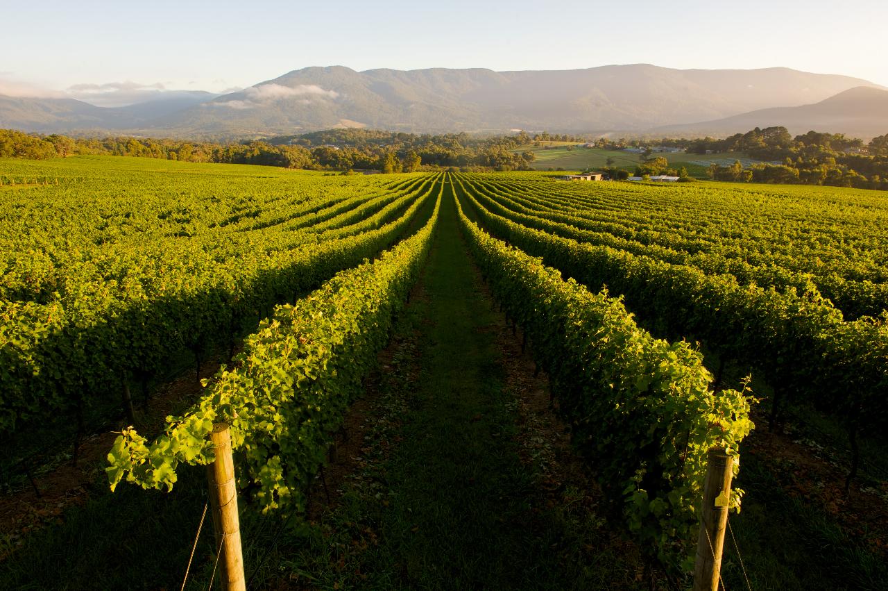 Luxury Yarra Valley Wineries