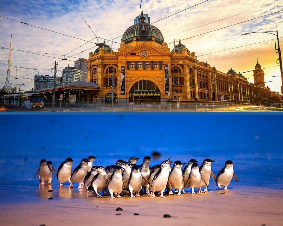 Melbourne City & Penguin Parade Private Tour