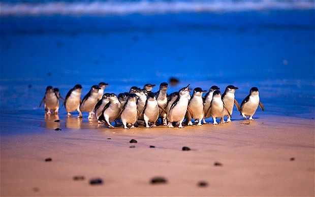 Phillip Island Penguin Parade - Private Group Tour