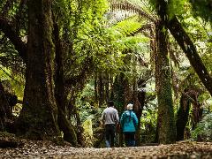 Derwent & Mt Field Tall Tree