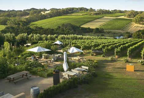 Mornington Peninsula Wineries & Wildlife - Private Tour