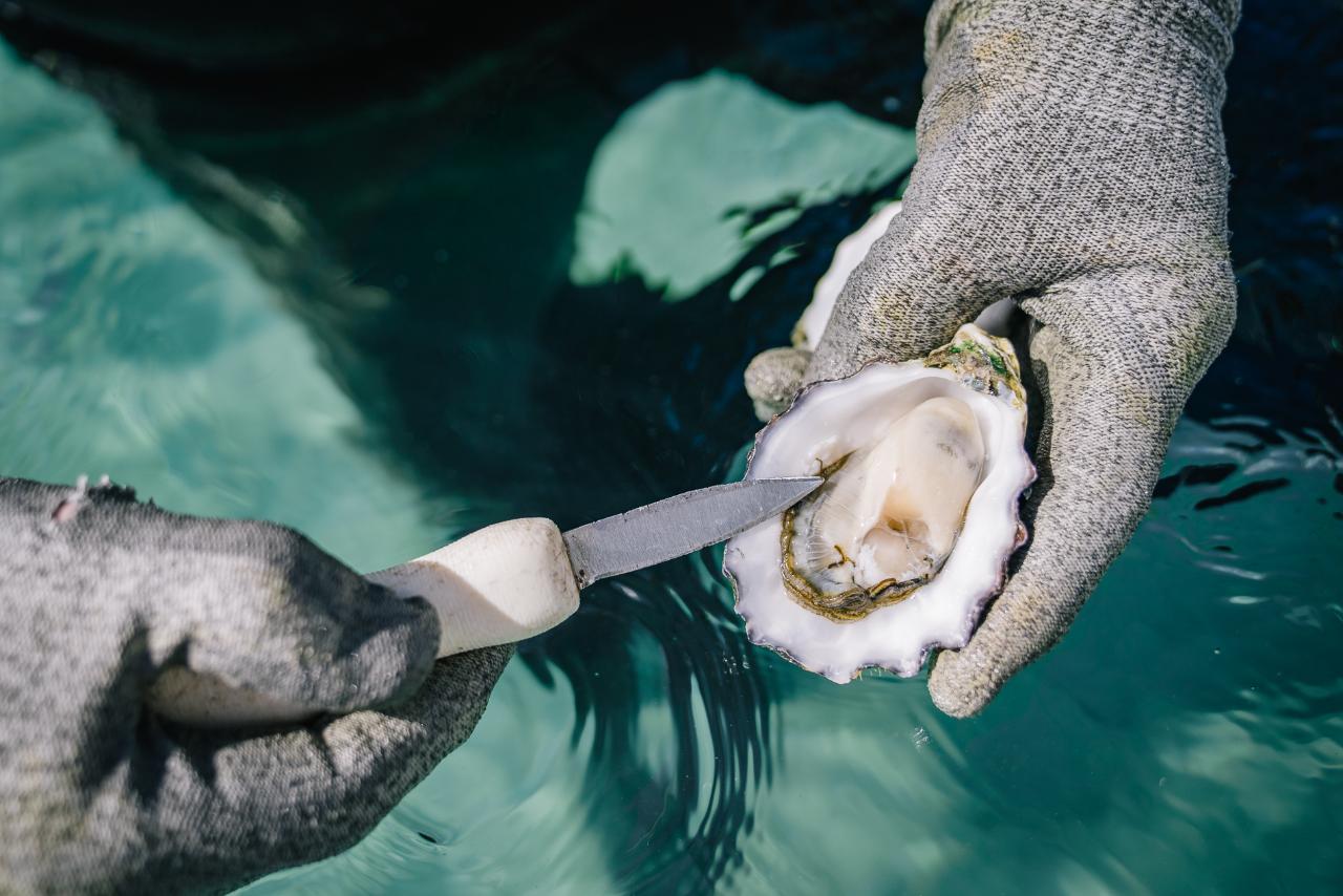 Experience Coffin Bay Oyster Farm and Bay Tour