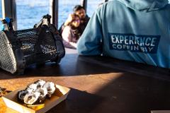 Premium Oyster Season Winter Tour (Kellidie Bay) inc Wading & 1 Dozen Oysters 