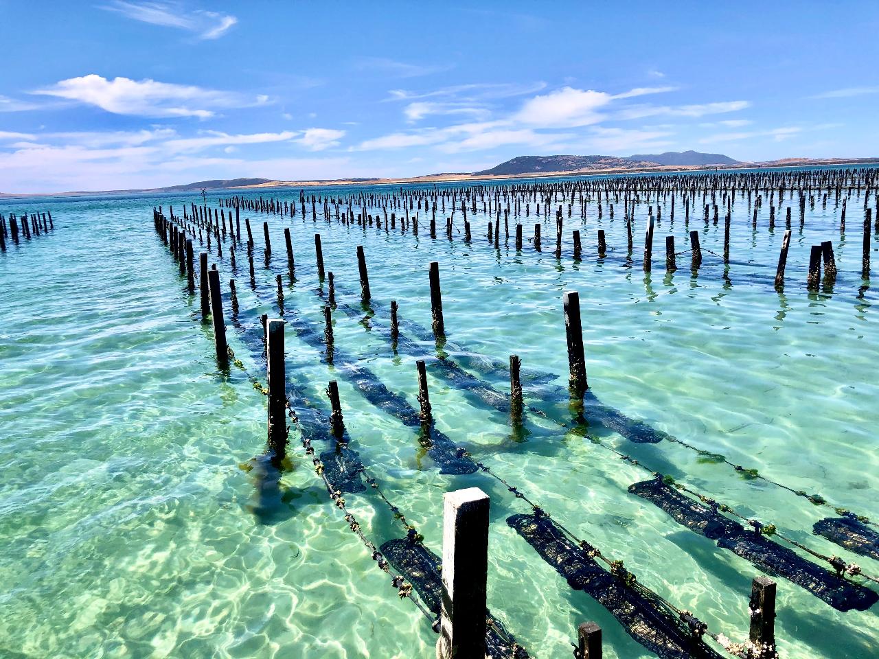 Experience Coffin Bay Oyster Farm and Bay Tour