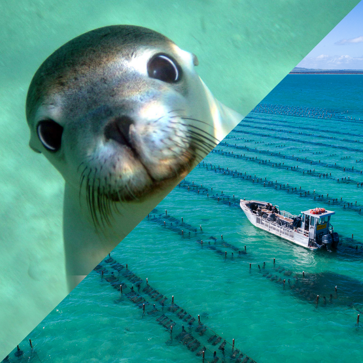 Swim with Sea Lions and Oyster Farm Boat Tour - Full Day Tour