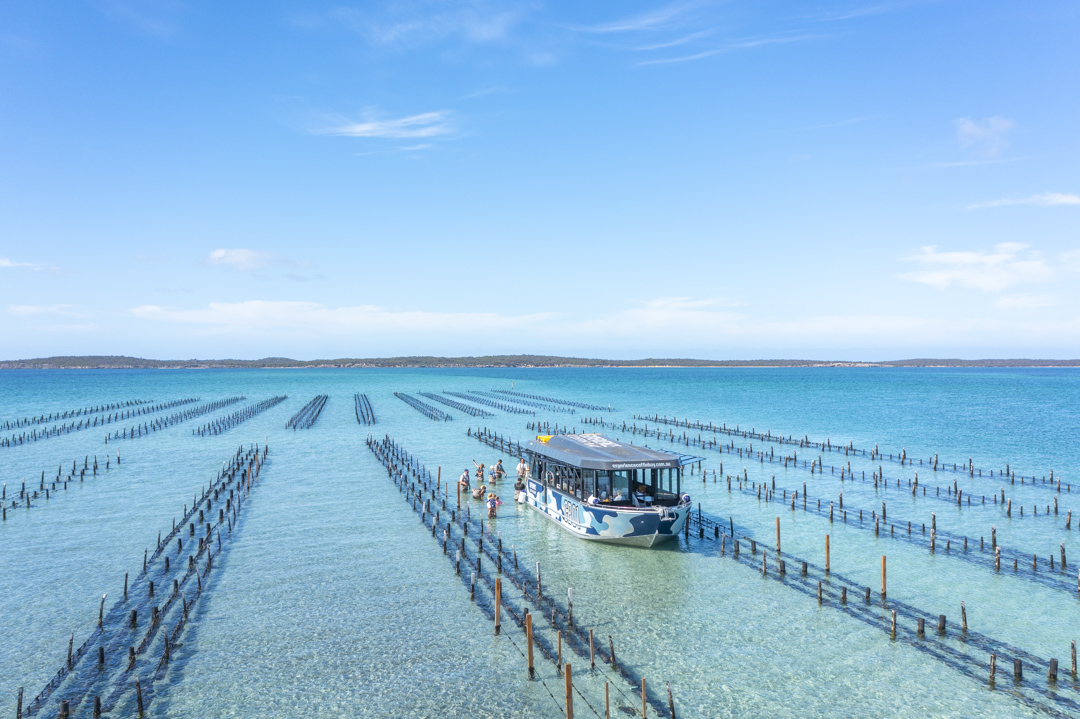 Coffin Bay Oyster Farm & Bay Tour - No Oysters - Inc Wading Experience 