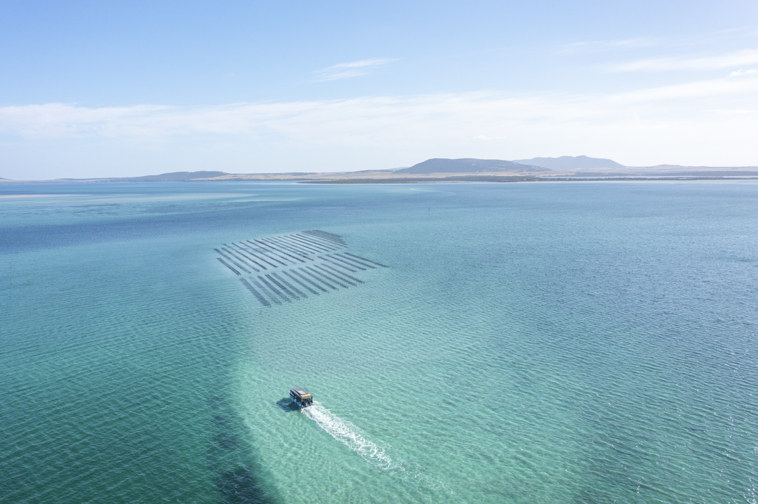 GIFT VOUCHER - Coffin Bay Oyster Farm & Bay Tour - Inc Wading Experience 