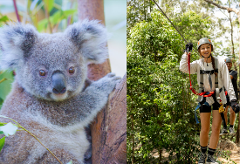 Experience Pass:  Treetop Challenge + Currumbin Wildlife Sanctuary