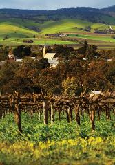 Barossa Valley Hop On Hop Off Tour - In Region Pick Up 10.50am