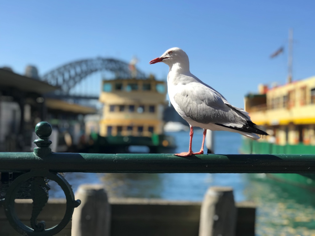 Farewell Sydney - Cruise to Airport - Sydney Tour