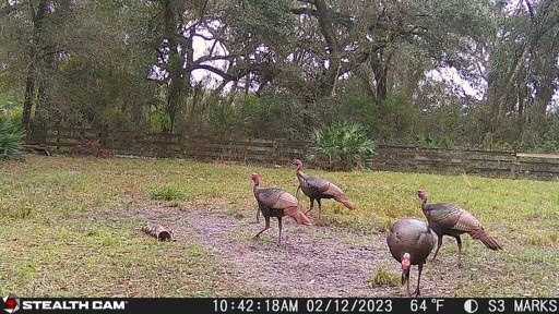 Youth Hunt - Florida Osceola Turkey Hunt - 2 Days 3 Nights