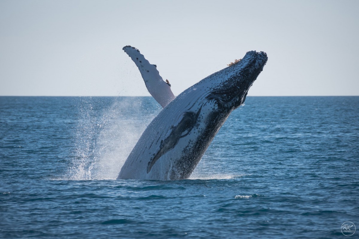 Fraser Island and Whales