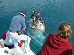 Hummer and Blue Dolphin Whale Watch Tours