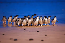 Melbourne CIty Tour and penguin Parade Tour