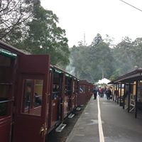 Puffing Billy with penguin parade tour