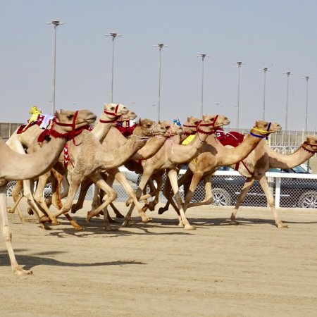 # Camel Racing Experience