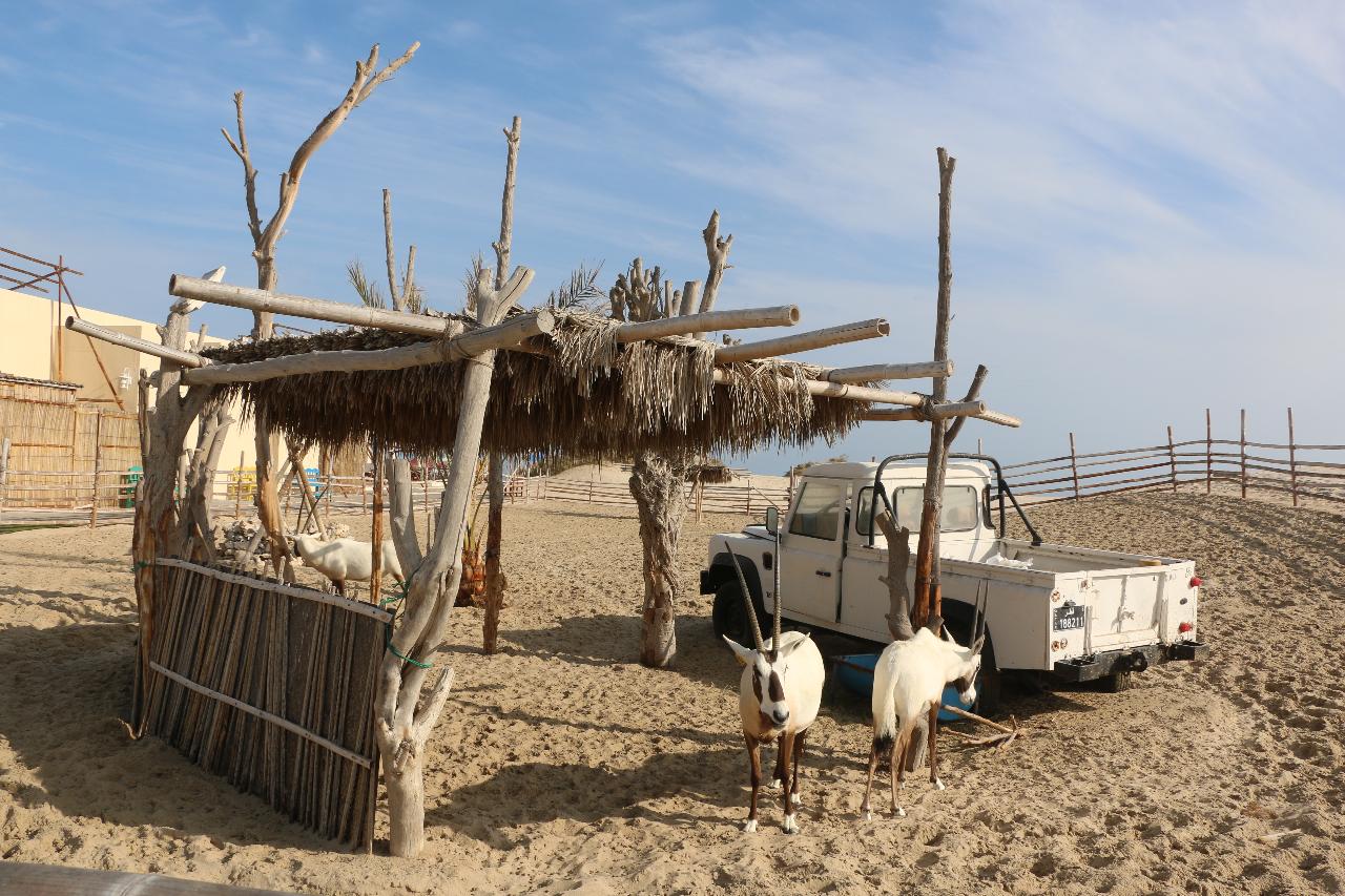 ZZZ# Desert Safari with Lunch/Dinner 